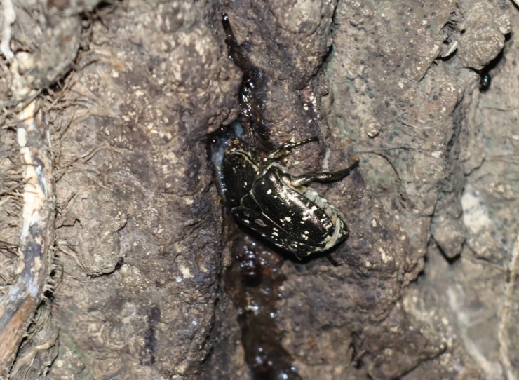 シラホシハナムグリ_No9のクヌギ_クワガタ達のオアシス_2023年7月24日19時30分 気温27.5度